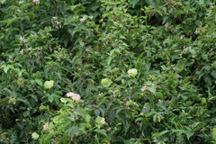 Dalechampia capensis