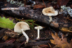 Pholiota decorata