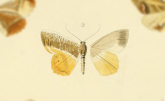 Opisthoxia branickiaria