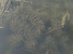 Ceratophyllum submersum