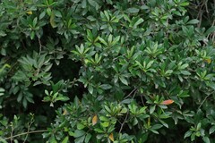 Diospyros lycioides
