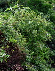 Helinus integrifolius