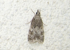 Scoparia basistrigalis