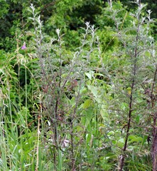 Berkheya bipinnatifida