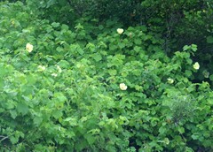 Hibiscus diversifolius