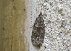 Scoparia basistrigalis