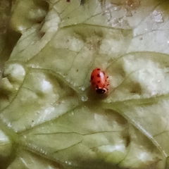 Hippodamia variegata