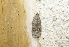 Scoparia basistrigalis
