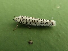 Yponomeuta strigillatus