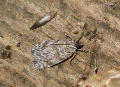 Scoparia basistrigalis