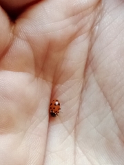 Hippodamia variegata