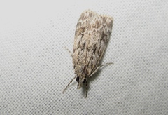 Scoparia basistrigalis