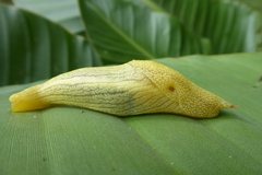 Elisolimax flavescens