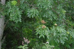 Dalbergia obovata