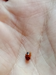 Hippodamia variegata