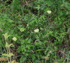 Dalechampia capensis
