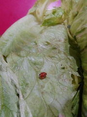 Hippodamia variegata