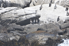 Spheniscus humboldti