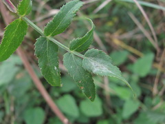 Erysiphe heraclei