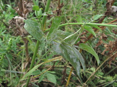 Erysiphe heraclei