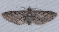 Eupithecia misturata