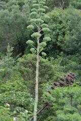 Agave sisalana