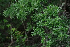 Zanthoxylum capense