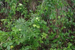 Dalechampia capensis