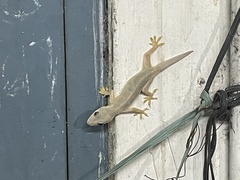 Hemidactylus flaviviridis