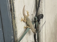 Hemidactylus flaviviridis