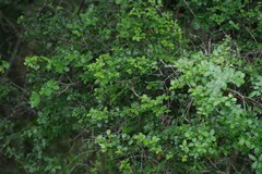 Canthium spinosum
