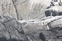 Spheniscus humboldti