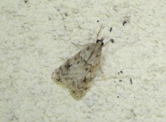 Eudonia truncicolella