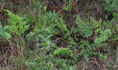 Cheilanthes viridis