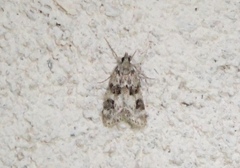 Eudonia delunella