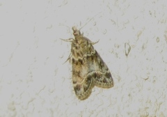 Eudonia mercurella