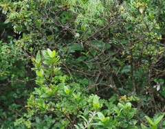 Burchellia bubalina