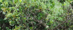 Secamone filiformis