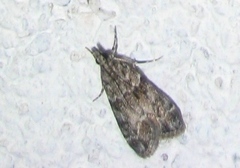 Eudonia mercurella