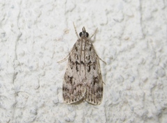 Eudonia truncicolella