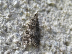 Eudonia petrophila
