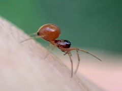 Erigoninae