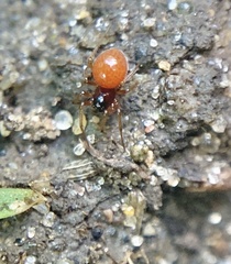 Erigoninae