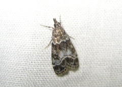 Eudonia mercurella