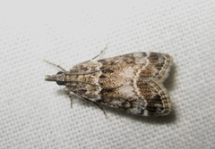 Eudonia mercurella