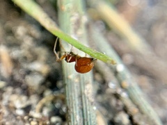 Erigoninae