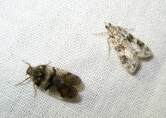 Eudonia delunella