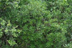 Diospyros dichrophylla