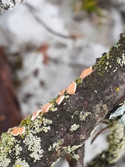 Aleurodiscus amorphus