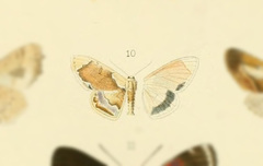 Leptostales admirabilis